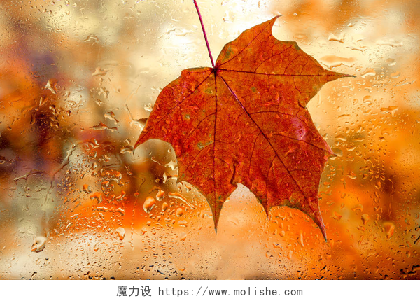 雨滴和枫叶落在潮湿的玻璃窗上秋天背景。雨滴和枫叶落在潮湿的窗玻璃上, 秋天的颜色是红色的橙色和黄色。模糊的抽象纹理背景.